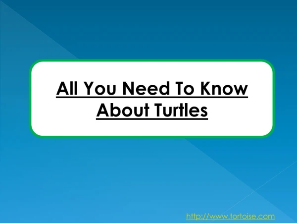 All You Need To Know About Turtles
