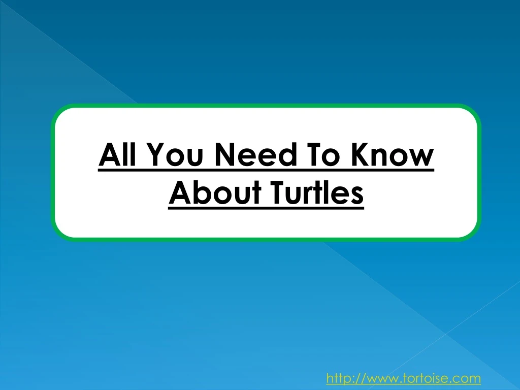 all you need to know about turtles