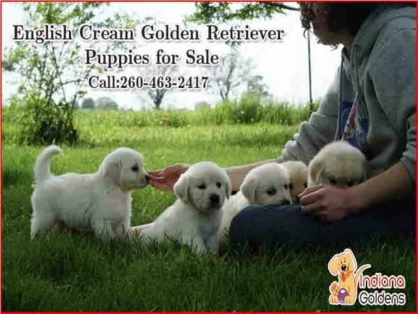 English cream golden retriever puppies for sale by Indiana Goldens