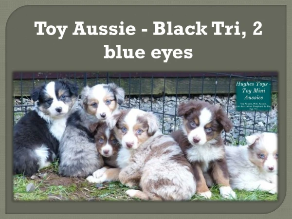 Toy Aussie - Black Tri, 2 blue eyes