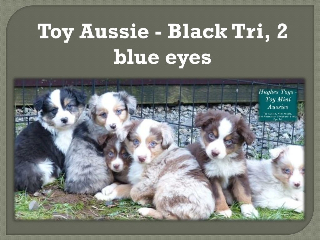 toy aussie black tri 2 blue eyes