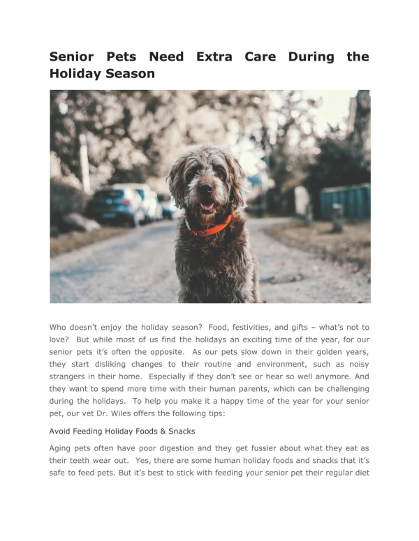 Senior Pets Need Extra Care During The Holiday Season