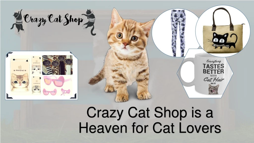 crazy cat shop is a heaven for cat lovers