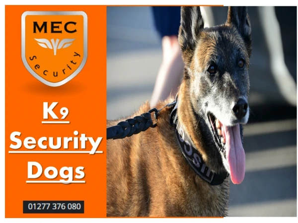 K9 Security Dogs