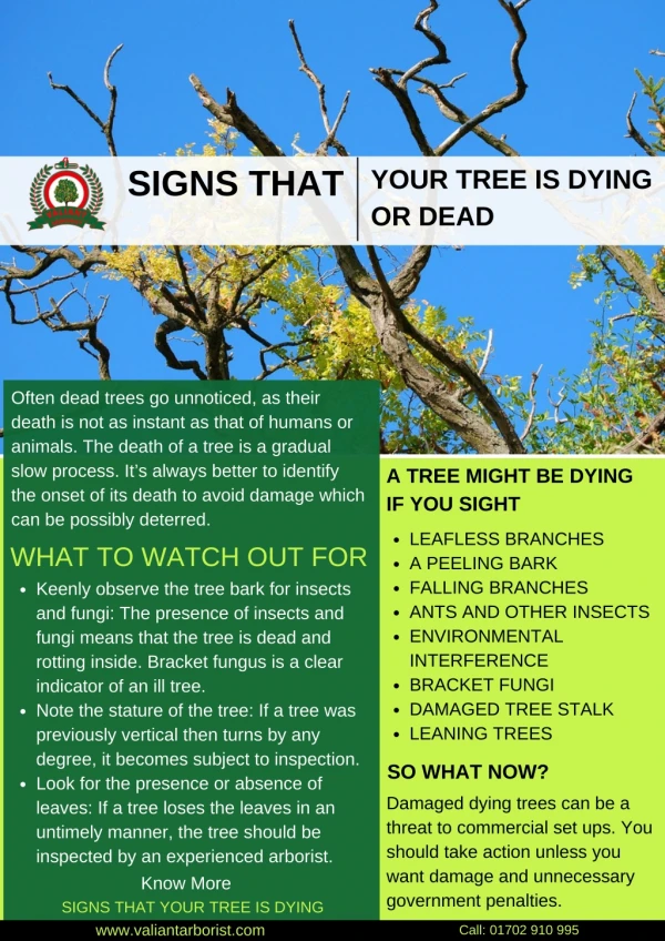 Sign That Your Tree is Dying