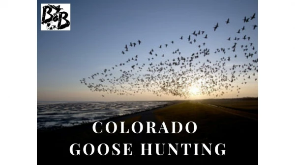 Colorado Goose Hunting