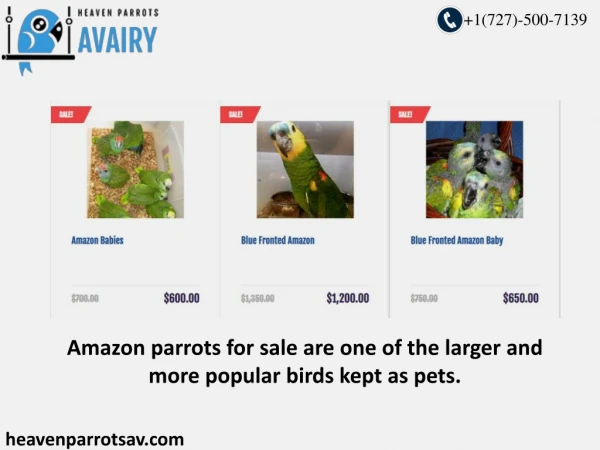 Highest Quality Amazon Parrots For Sale at Heaven Parrots Aviary