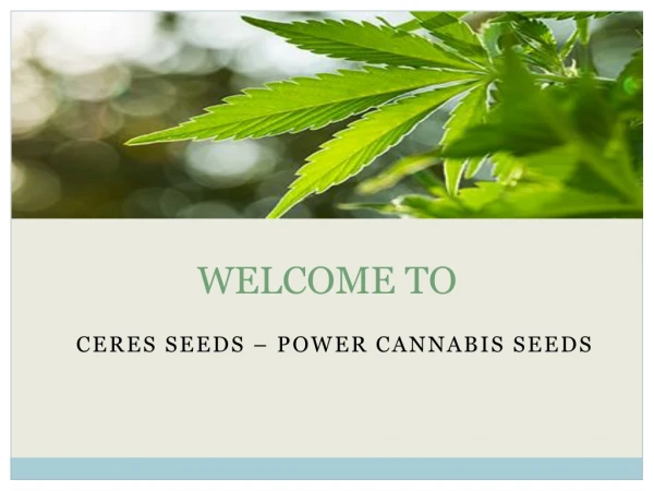 Ceres Seeds Online | Cup Winner Seeds | Ceres Marijuana Seeds