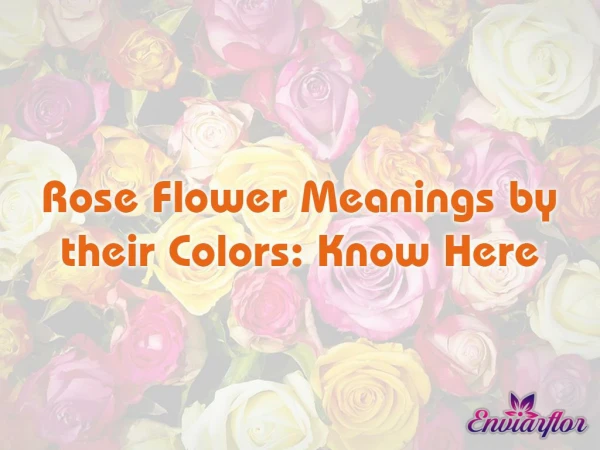 The Rose Color Guide For Giving Perfect Flower Gift !