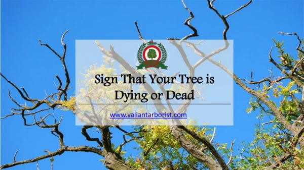 Sign that your Tree is Dying or Dead