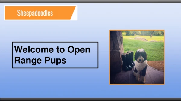 F1 Mini Sheepadoodle Personality | Open Range Pups