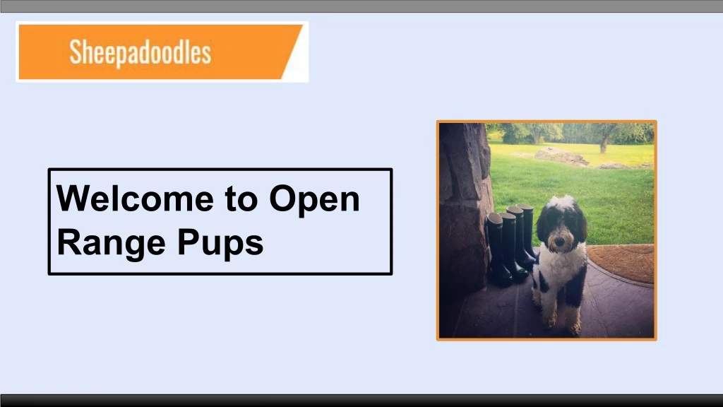 welcome to open range pups