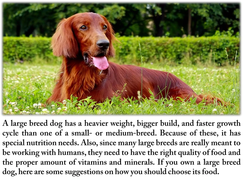 a large breed dog has a heavier weight bigger