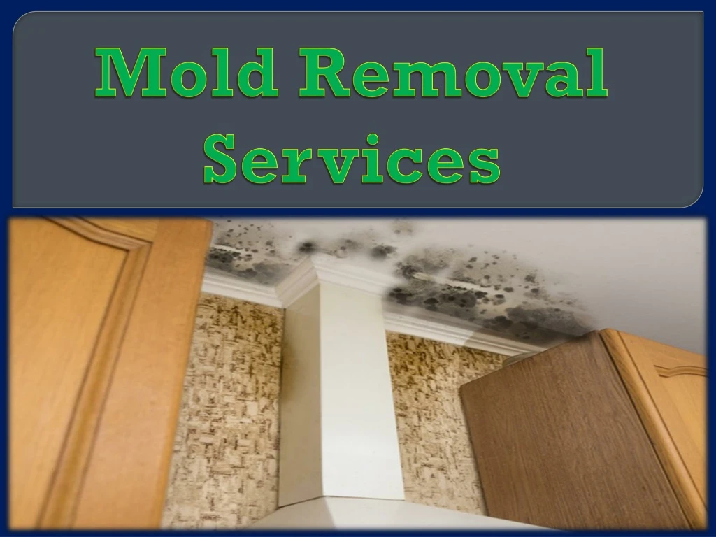 mold removal services