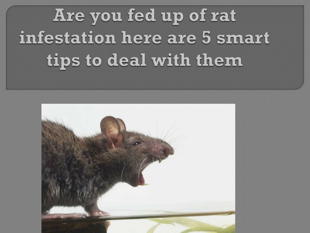 are you fed up of rat infestation here are 5 smart tips to deal with them