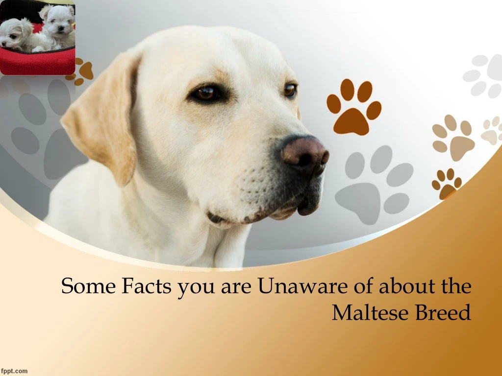some facts you are unaware of about the maltese breed