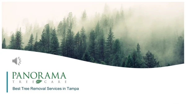 Tampa Tree Removal Services - Panorama Tree Care