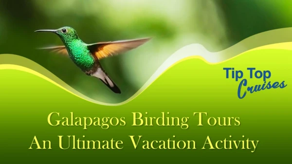 Galapagos birding tours -An ultimate vacation activity