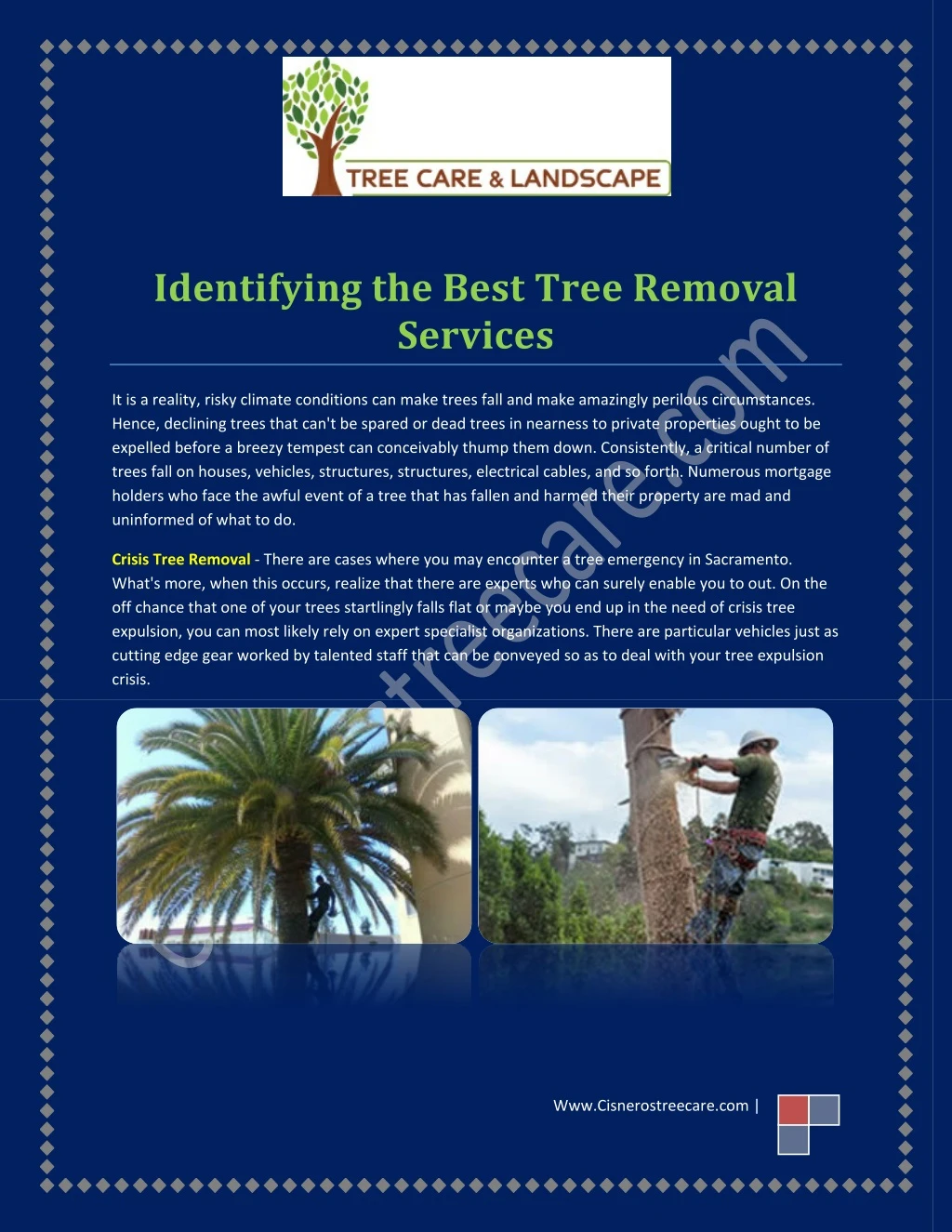 identifying the best tree removal services