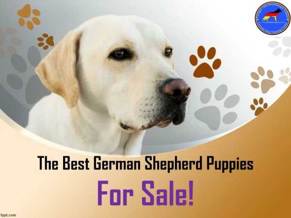 The Best German Shepherd Puppies For Sale!