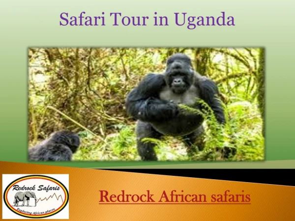 Safari Tour in Uganda