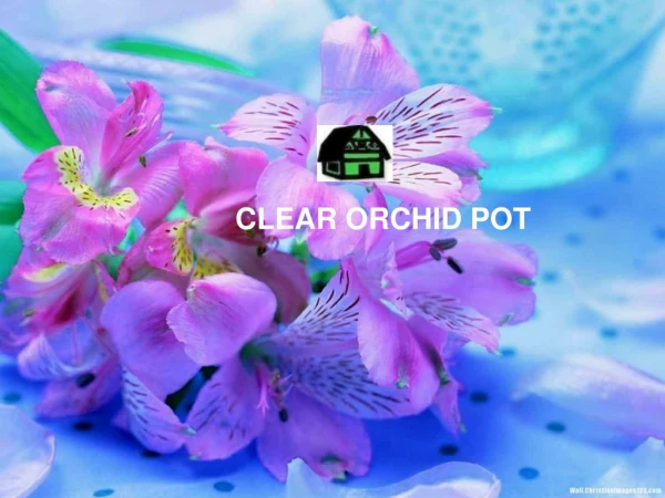 Best Clear orchid pot at low price