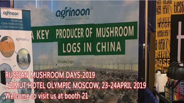 Welcome to Agrinoon Mushroom Spawn Supplier