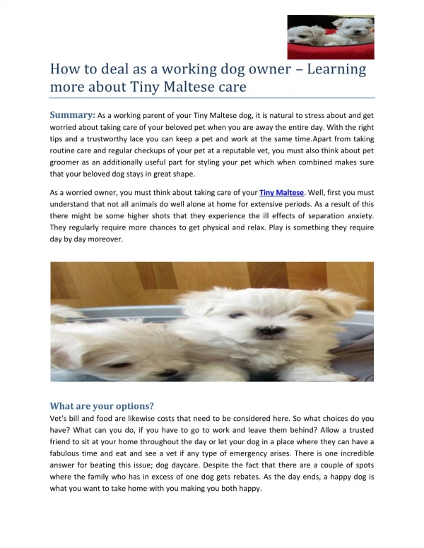 How to deal as a working dog owner learning more about Tiny Maltese care