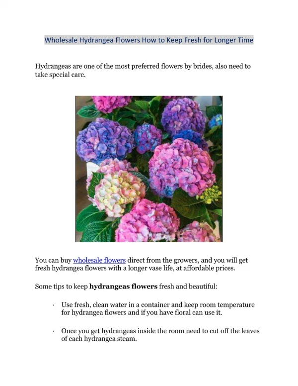 Wholesale Hydrangea Flowers How to Keep Fresh