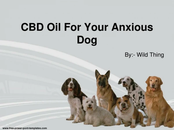 CBD Oil For Your Anxious Dog