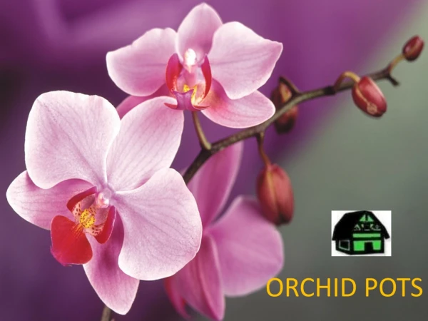 orchid pot online at low price