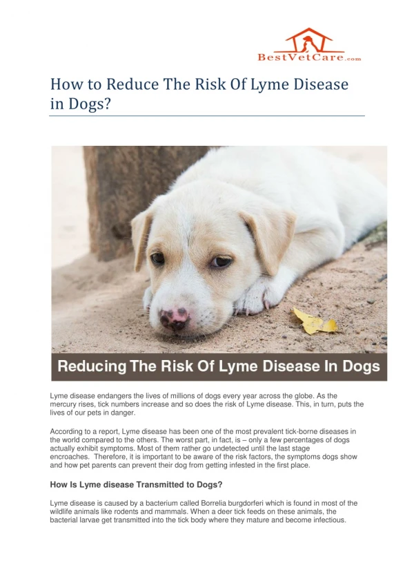 How to Reduce The Risk Of Lyme Disease in Dogs?