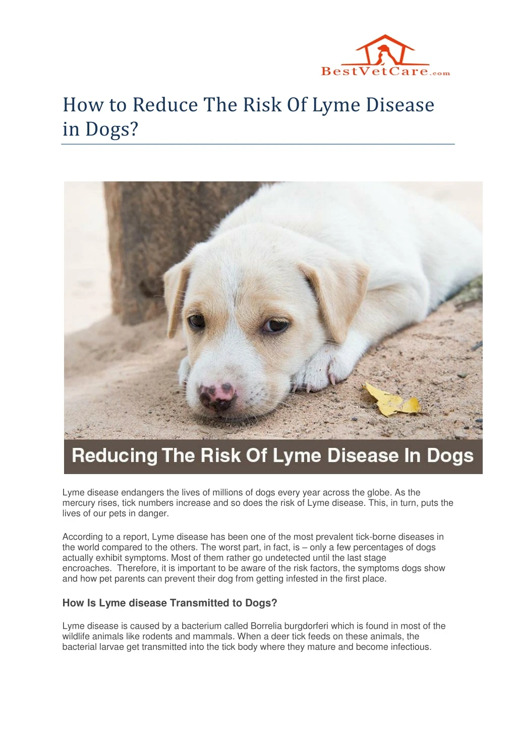how to reduce the risk of lyme disease in dogs