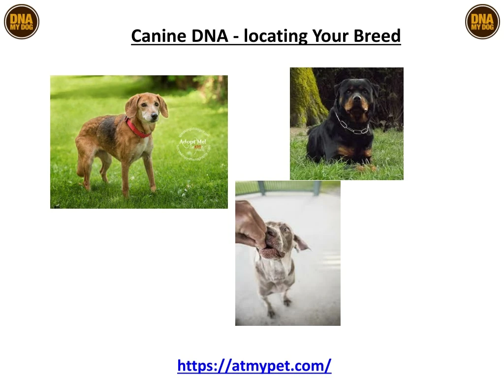 canine dna locating your breed