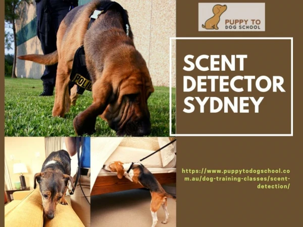 Scent Detector Sydney