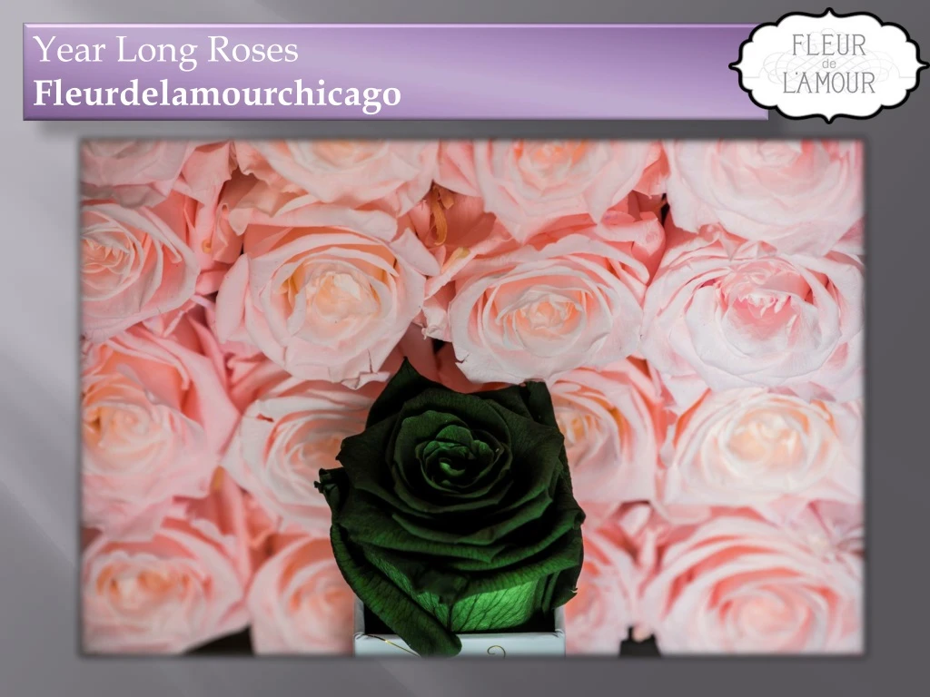 year long roses fleurdelamourchicago