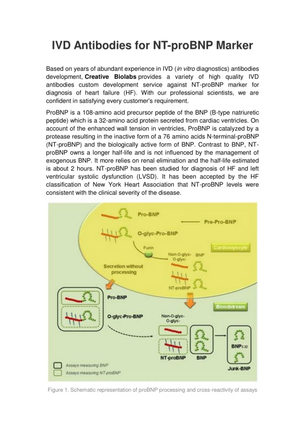 IVD Antibodies for NT-proBNP Marker