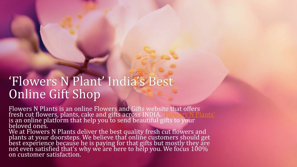 flowers n plant india s best online gift shop