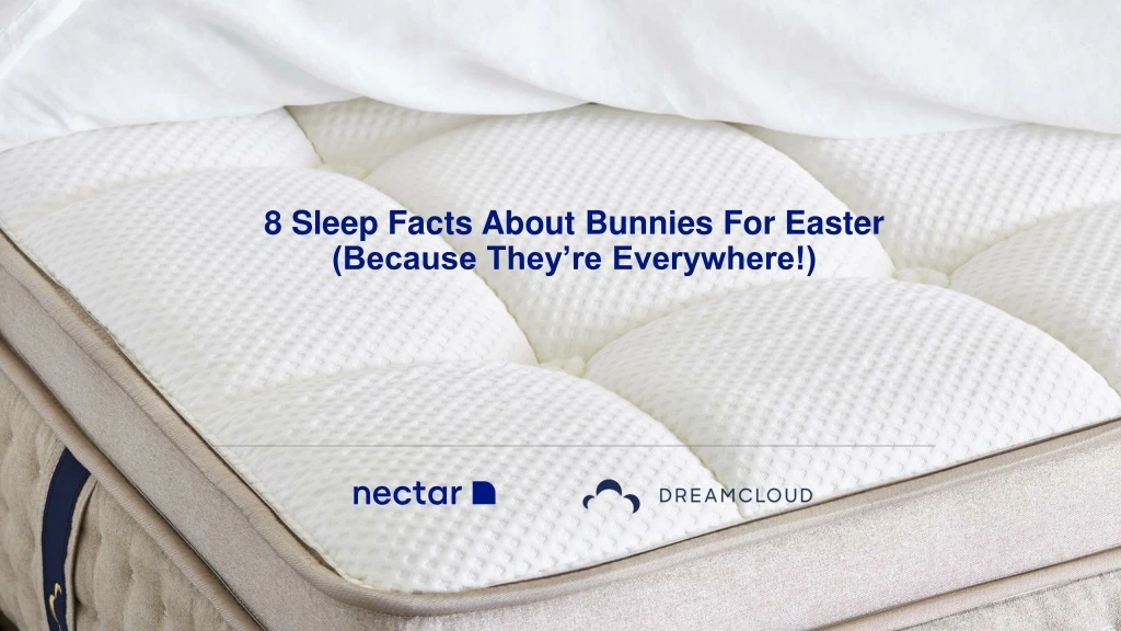 8 sleep facts about bunnies for easter because