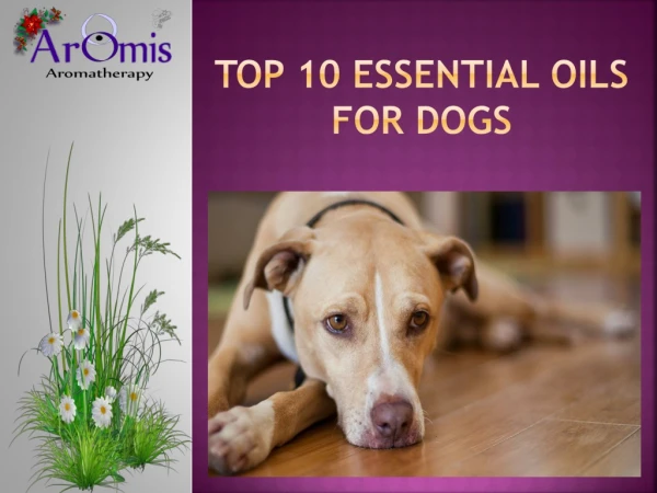 Top 10 Essential Oils For Dogs