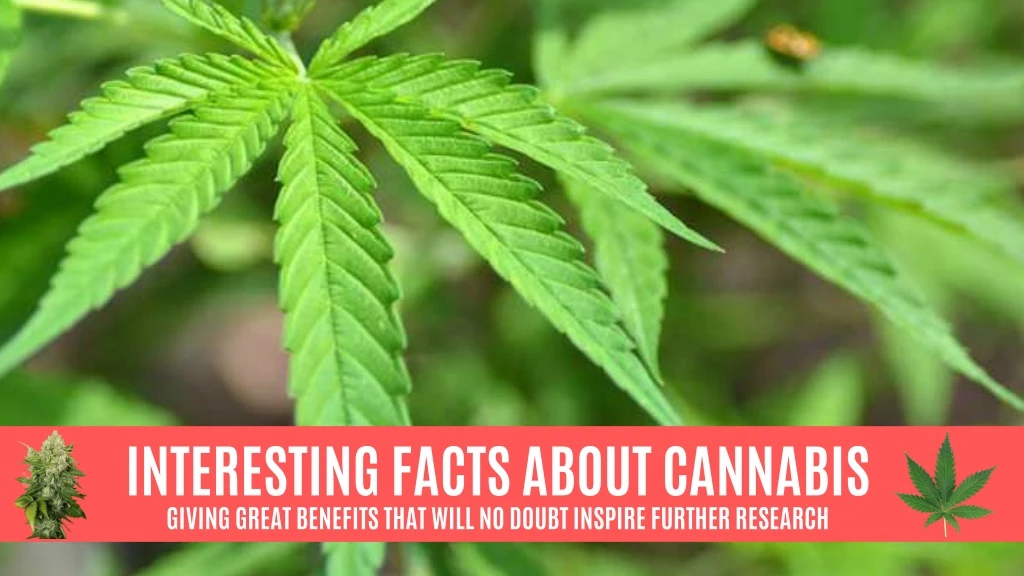 interesting facts about cannabis giving great