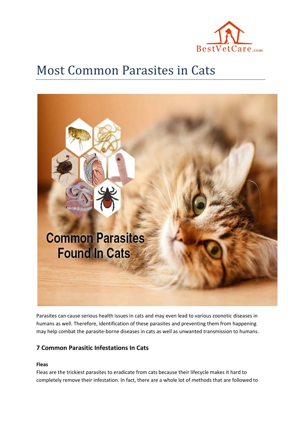 most common parasites in cats