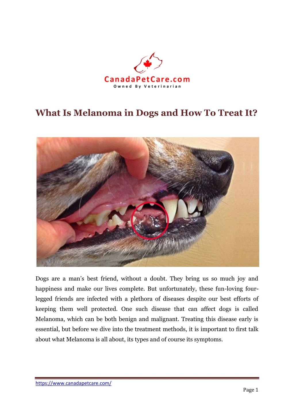 what is melanoma in dogs and how to treat it