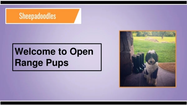Mini Sheepadoodle Puppies for Sale | Open Range Pups