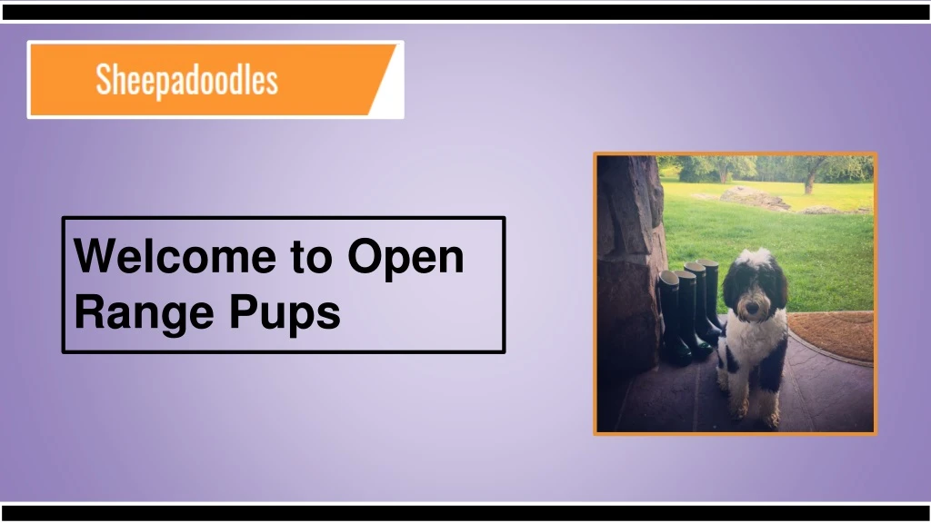 welcome to open range pups