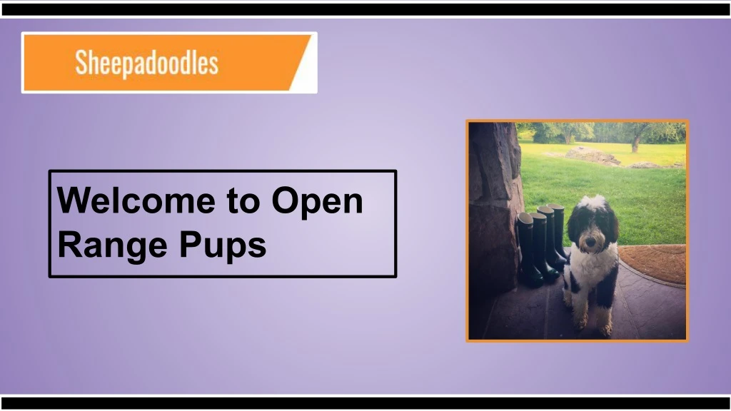 welcome to open range pups