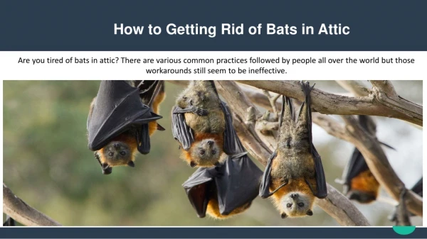 How to Getting Rid of Bats