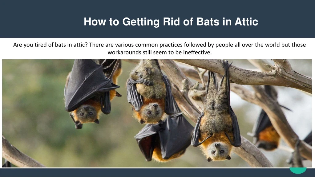 how to getting rid of bats in attic