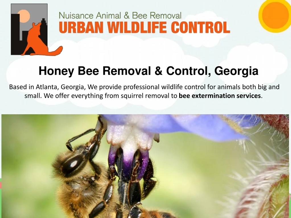honey bee removal control georgia