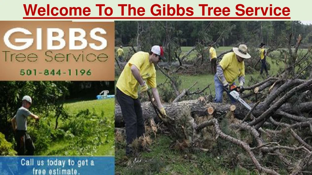 welcome to the gibbs tree service